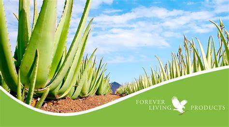 Plante d'Aloe Vera de Forever Living Products - dezeroaheros.com